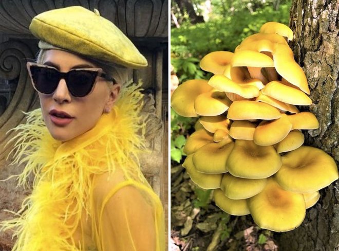 Эксцентричные наряды леди Гаги похожи на разные виды грибов